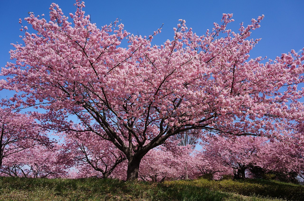 zakura2.jpg zakura2.jpg